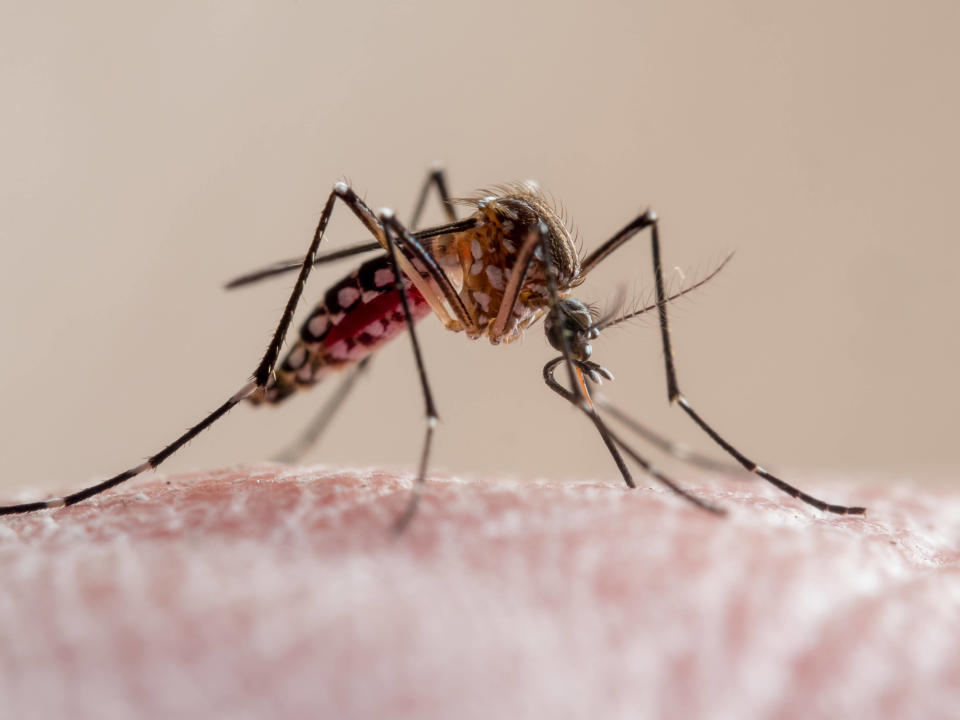 Un nouveau répulsif qui réduirait de 80 % le nombre de piqûres de moustiques pourrait arriver sur le marché.