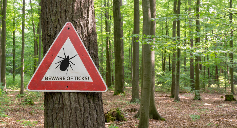 Experts warn Canadians of rise in ticks carrying Lyme disease. (Image via Getty Images)