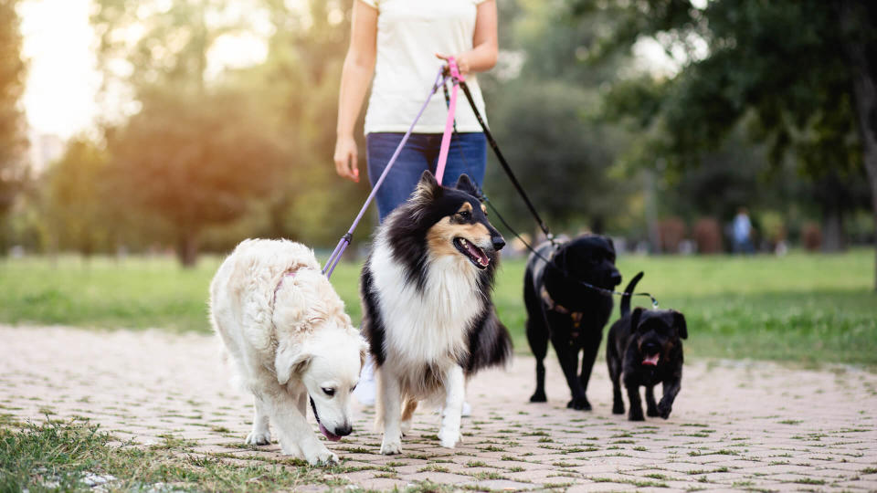 Dog walker enjoying outdoors in park with group of dogs.