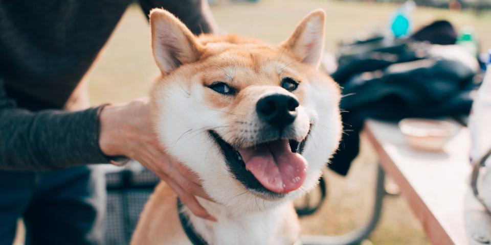 Shiba inu dog