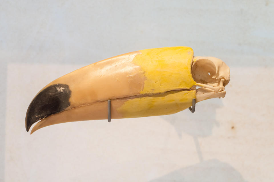 A small toucan skull attached to the huge beak