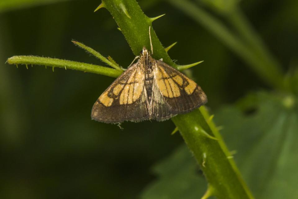 Pyralid moths