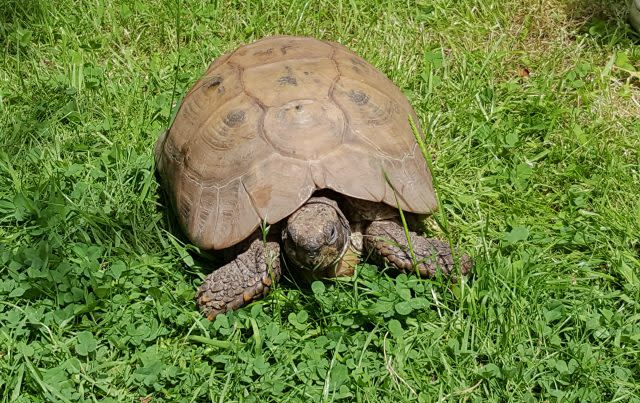 A pet tortoise in a garden in Grimsby, Lincolnshire.