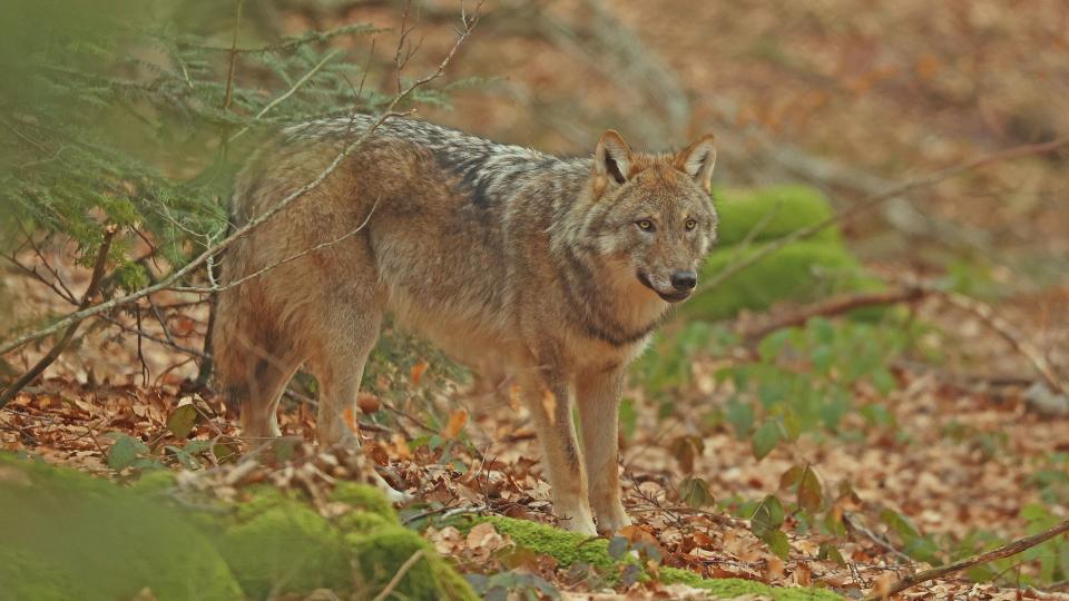 A wolf in a forest