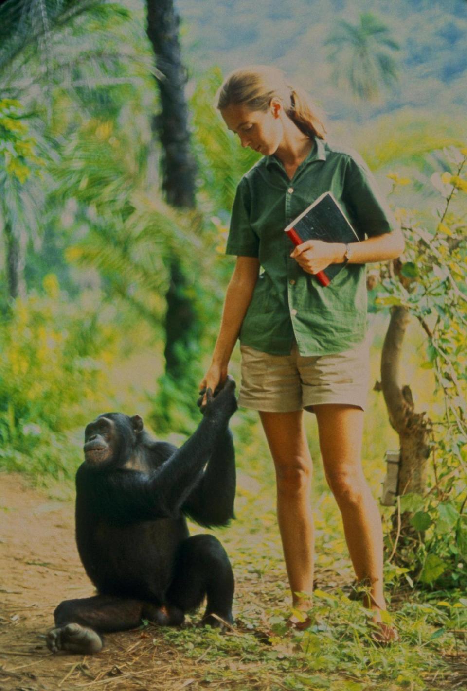 Goodall in Gombe, Tanzania, with young Fifi, whom she formed a close bond with (National Geographic Creative/Hugo van Lawick)