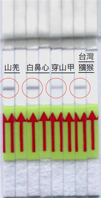 林務局表示，就市面上較可能出現的野生動物肉品，如台灣野山羊、白鼻心、穿山甲等對象，研發出專屬試紙   圖：林務局/提供