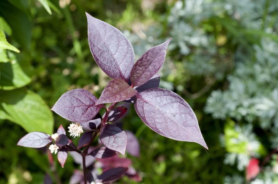 best shade flowers alternanthera