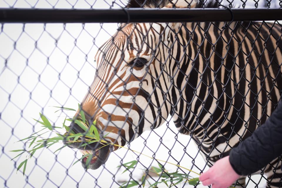 Zechora seven-year-old Hartmann’s mountain zebra, eats bamboo leaves outside in the snow. She was just transferred to the Utica Zoo from Orlando, Florida.