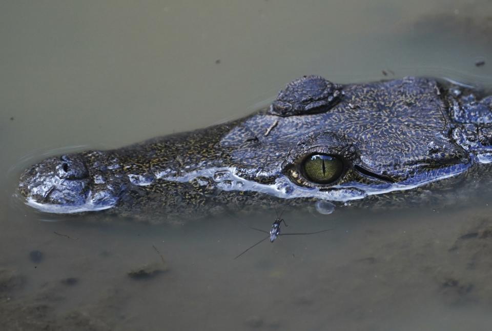 Un cocodrilo bebé es visible en las aguas de la Reserva de la Biósfera de Calakmul en la Península de Yucatán, México, el miércoles 11 de enero de 2023. No muy lejos del humedal de cocodrilos, excavadoras están talando la selva para el Tren Maya, un proyecto de 20.000 millones de dólares impulsado por el presidente mexicano Andrés Manuel López Obrador. (Foto AP/Marco Ugarte)