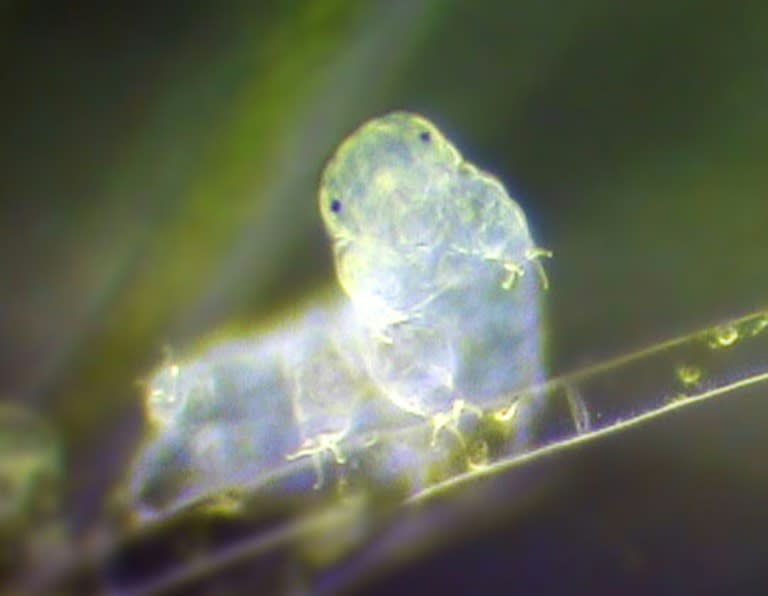 A light micrograph of a tardigrade, or water bear, the only animal known to survive the extreme environment of outer space is shown in this University of North Carolina image