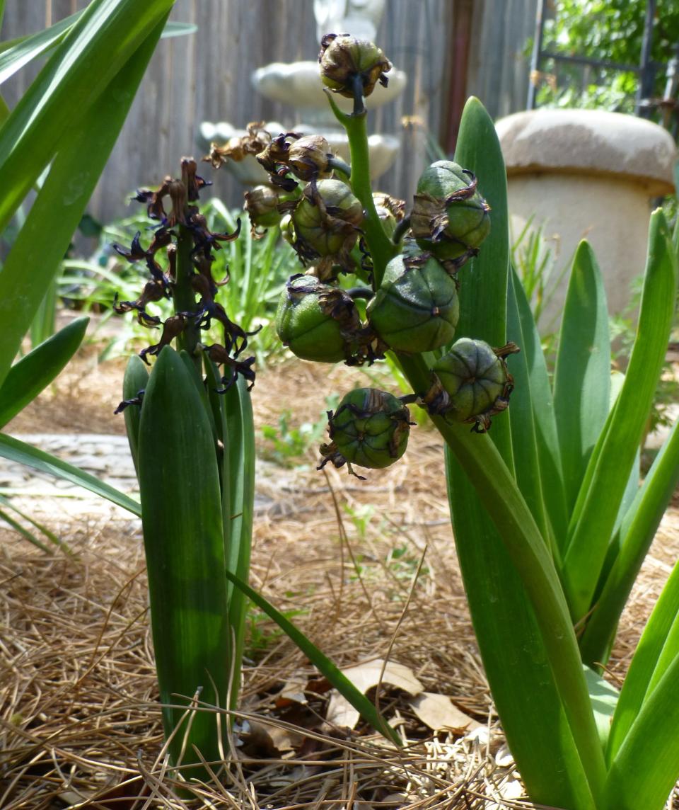 The bulging capsules growing on the hyacinth floral spike contain seed that will be harvested and planted. Progeny will be evaluated for bloom characteristics. Plants that have novel characteristics unlike other plants are candidates to become a new cultivar.