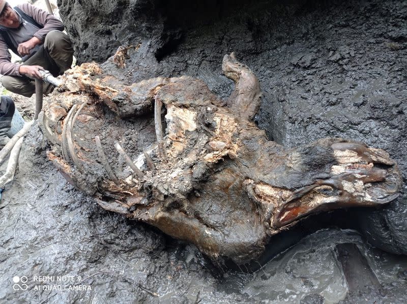 A carcass of a juvenile woolly rhinoceros, found in permafrost in Yakutia, is seen in this handout photo