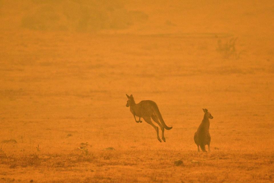 DEVASTACIÓN POR INCENDIOS EN AUSTRALIA