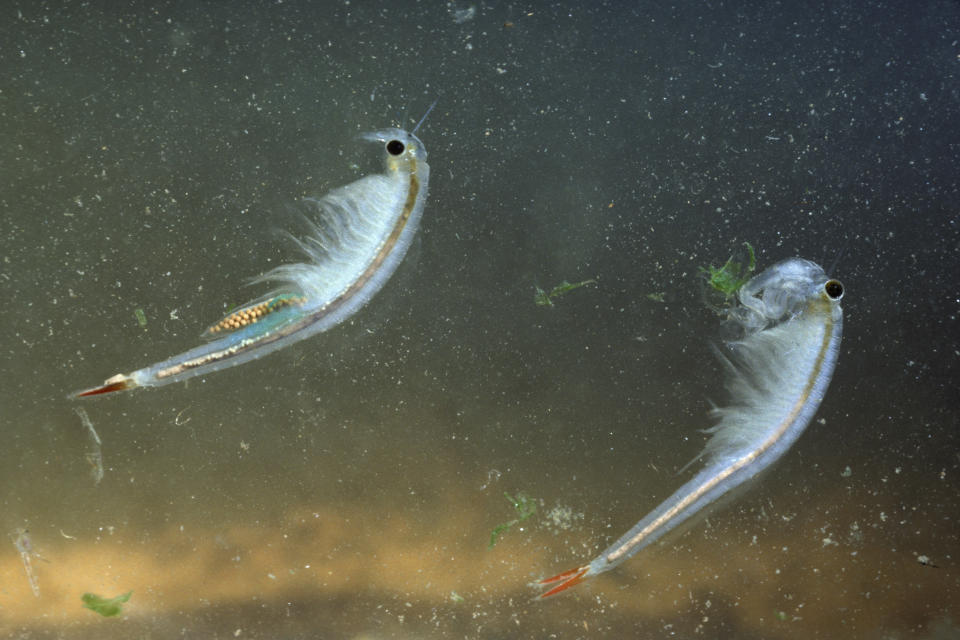 Adult male and female fairy shrimp. (Photo: Wild Horizon via Getty Images)