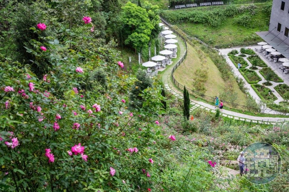 不止在花園，連山坡上也種滿各式玫瑰。