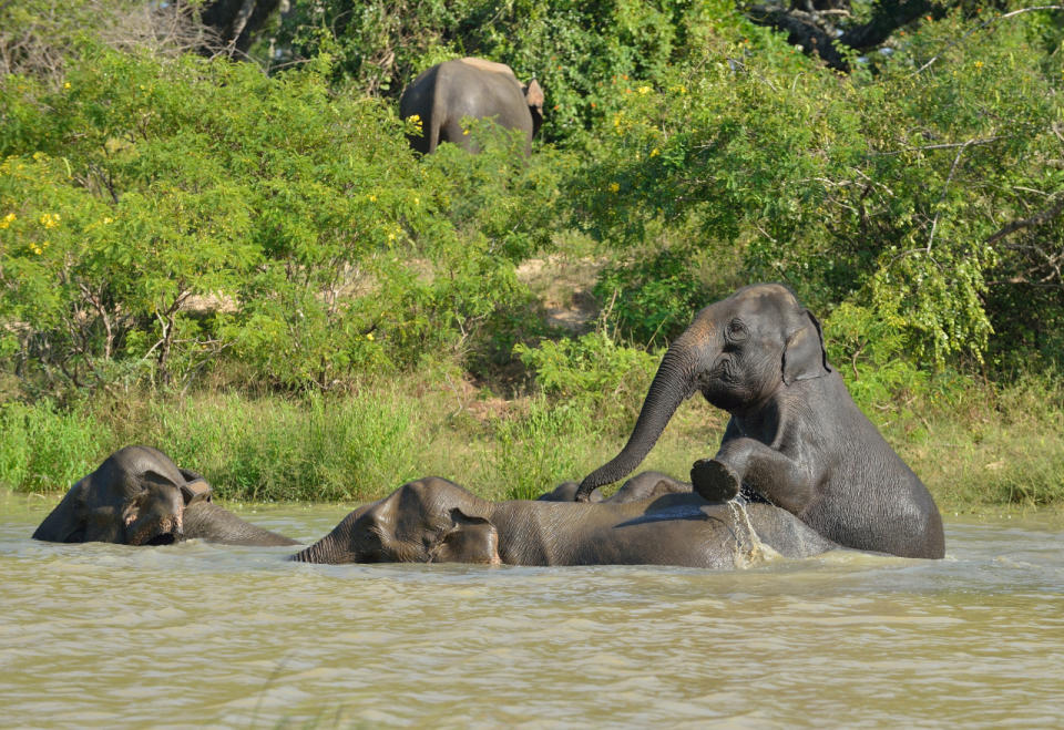 Pygmy Elephants In Borneo