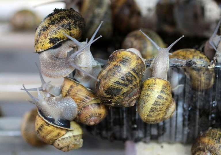 Aspersa Muller Madonita snails breeding at the La Lumaca Madonita snail farm, which produces snail caviar
