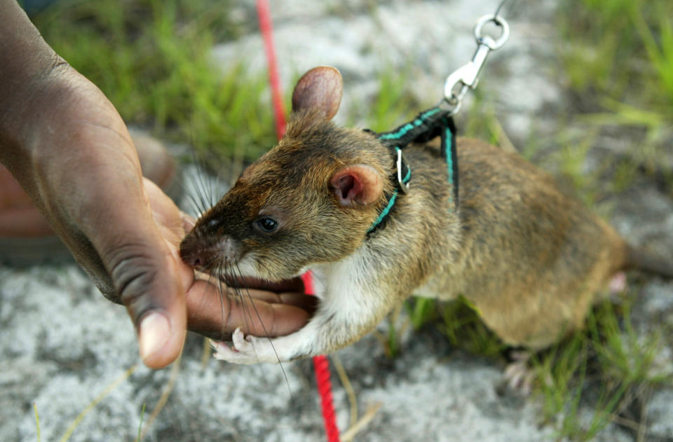 Una rata gigante de Gambia gigante recibe su recompensa después de localizar material de una mina antipersona, en el sur de Mozambique. Estas ratas comen principalmente frutas y granos, pero también pueden comer insectos, cangrejos y caracoles. Los ecologistas se preocupan porque la existencia de estas ratas perjudicará a los cultivos en Florida. REUTERS / Howard Burditt