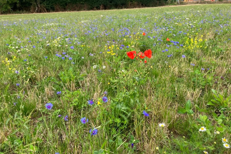 A wildlife meadow created for bees