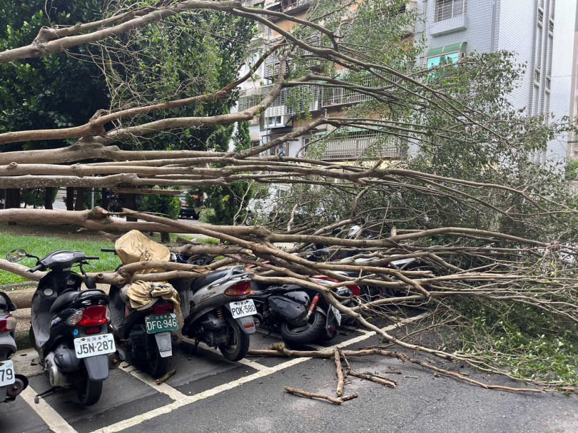 民眾早上出門發現路樹倒塌，立馬報警求助，警方立馬通報當地區公所協助處理。（圖／警方提供）