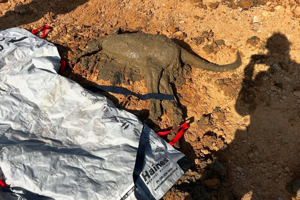 A kangaroo covered in mud on the ground.