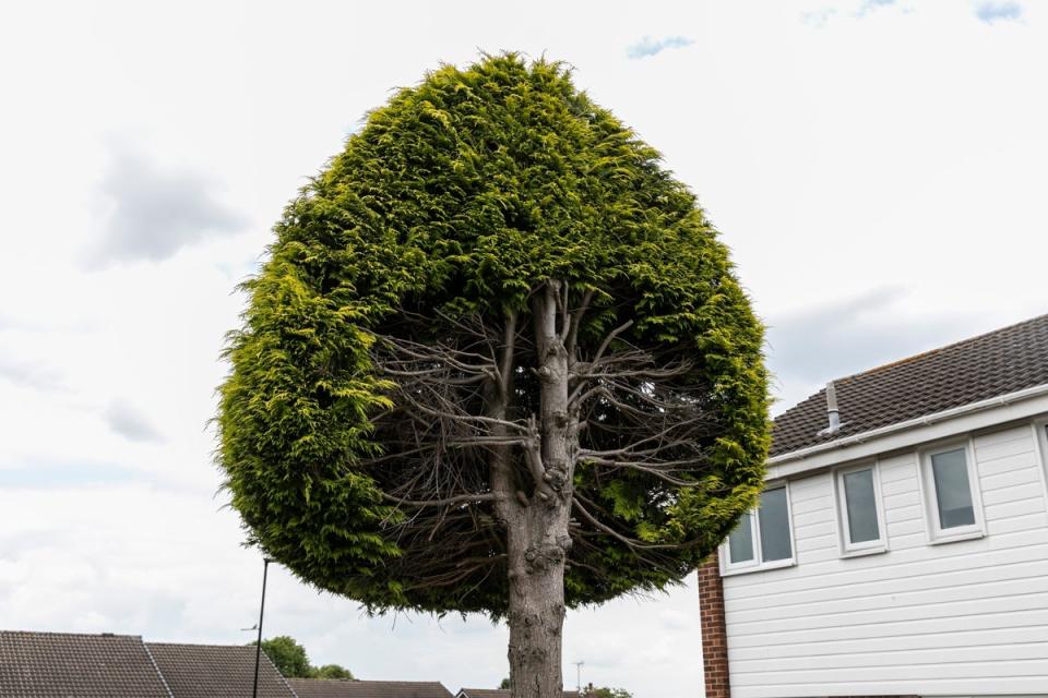 A tree chopped in half by an angry retired couple in a bitter boundary feud has since become an unlikely tourist attraction (Lee McLean/SWNS)