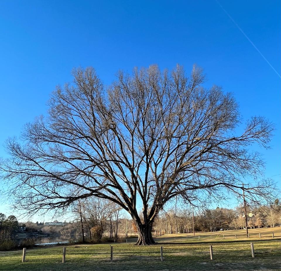 The large American elm at by the Sequoyah Greenway parking lot near Fort Loudoun Lake is one of the trees that will be highlighted in the new Sequoyah Hills Arboretum, which has been certified as a Level 1 accredited arboretum by ArbNet.