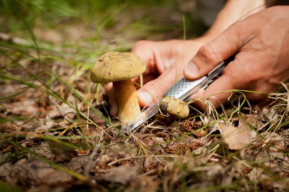 Champignons comestibles ou toxiques ? Les conseils pour éviter de  s'empoisonner