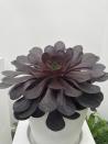<p>What do you get if you cross a hardy sempervivum with a tender but dramatic, dark leaved aeonium? The <a href="https://www.housebeautiful.com/uk/garden/plants/g40011653/chelsea-flower-show-plant-of-the-year-2022/" rel="nofollow noopener" target="_blank" data-ylk="slk:Chelsea Plant of the Year;elm:context_link;itc:0;sec:content-canvas" class="link ">Chelsea Plant of the Year</a> of course. The new hybrid x Semponium ‘Destiny’ brings together the best of both plants to create this supersized succulent with an all-year-round ruby red rosette of fleshy leaves. It fought off 19 other stunning new plants, including a pink Salvia Amistad and the repeat-flowering Armeria pseudarmeria ‘Dreamland’.</p><p>This stunning new succulent is one to keep on your patio in a pot, where it will cope with winter temperatures in sheltered gardens, down to about -2C. It is a fabulous solo plant, but it also looks good planted up with smaller rosette-type aeoniums and fleshy sedums, as on the Surreal Succulents display in the Great Pavilion.</p>