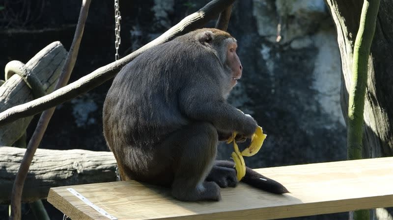 「棒球選手」們平時就跟其他動物一樣，偶爾睡覺、偶爾玩耍，但只要一看見最喜歡的香蕉、吐司被拋投過來，獼猴便會跑到最佳守備位置，跳起來接美食。（圖／臺北市立動物園提供）