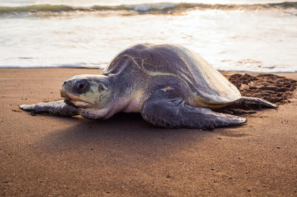 <span class="caption">Una tortuga verde en la playa del Ostional, en Costa Rica.</span> <span class="attribution"><a class="link " href="https://www.shutterstock.com/es/image-photo/olive-turtle-pacific-coast-guanacaste-on-1006831633" rel="nofollow noopener" target="_blank" data-ylk="slk:Shutterstock / Xenia_Photography;elm:context_link;itc:0;sec:content-canvas">Shutterstock / Xenia_Photography</a></span>