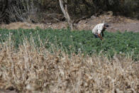 A farmer works in a marijuana field surrounded by a poppy field that was sprayed dry months ago by an army helicopter in the mountains surrounding Badiraguato, Sinaloa state, Mexico, Wednesday, April 7, 2021. As the government moves to legalize marijuana, farmers in Sinaloa’s mountains are focusing on higher-quality strains that still fetch a higher price or continue to grow marijuana and opium poppy, hoping at least one of the crops will keep them afloat, while some have stopped growing it all together. (AP Photo/Eduardo Verdugo)