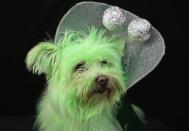 NEW YORK, NY - OCTOBER 20: Wilson, a rescued mixed breed, poses as a Martian at the Tompkins Square Halloween Dog Parade on October 20, 2012 in New York City. Hundreds of dog owners festooned their pets for the annual event, the largest of its kind in the United States. (Photo by John Moore/Getty Images)