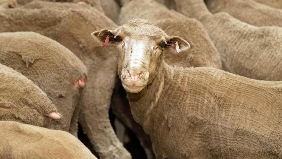 Sheep for export to the Middle East