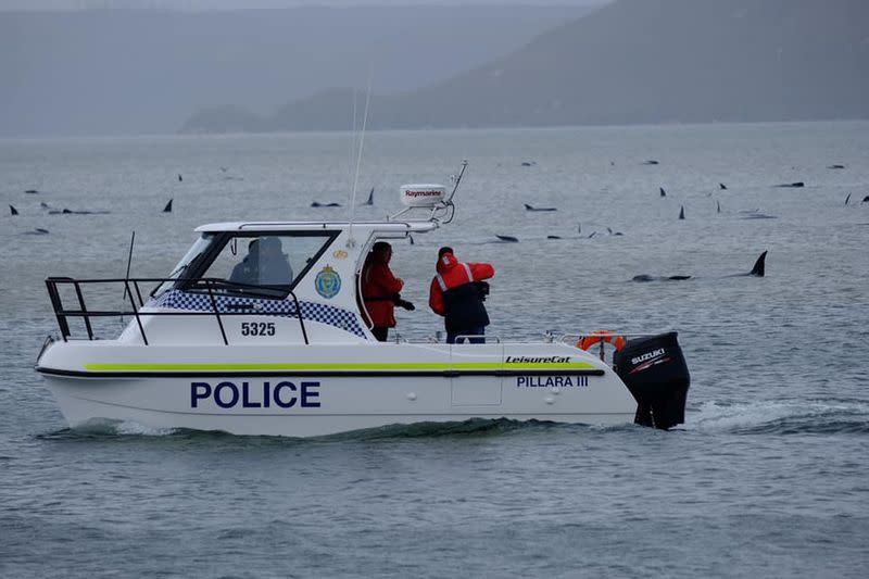 Police officers are seen on a boat near stranding whales in MacQuarie Heads, Tasmania, Australia in this picture obtained from social media dated