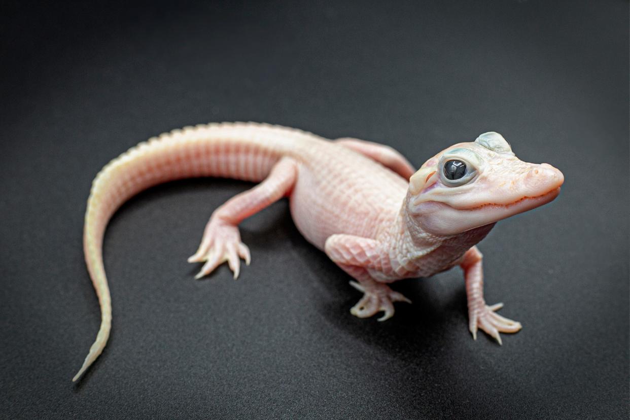 Female alligator baby with leucism, a condition that makes them more rare than albino alligators.