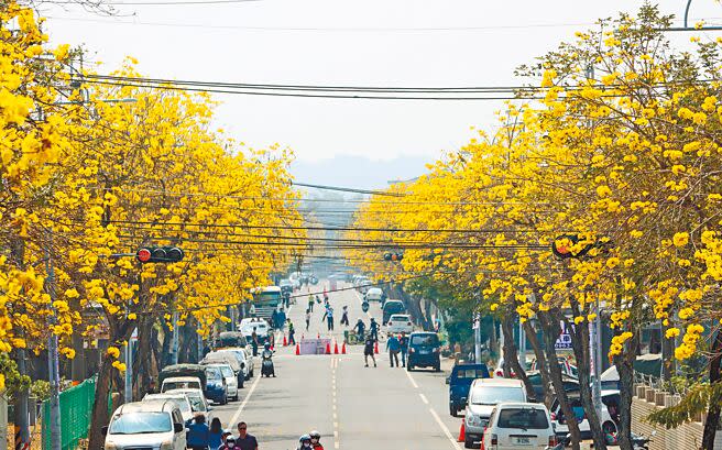 嘉義縣中埔鄉仁義路上黃花風鈴木滿開炸裂，為把握限定美景，中埔鄉公所與中埔鄉農會4日、5日封路辦一系列賞花、音樂、市集等活動。（呂妍庭攝）