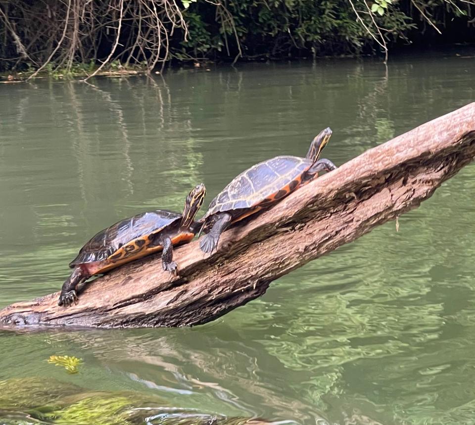 Sunning turtles in the Augusta Canal.