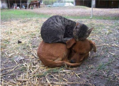 Cat's best friend