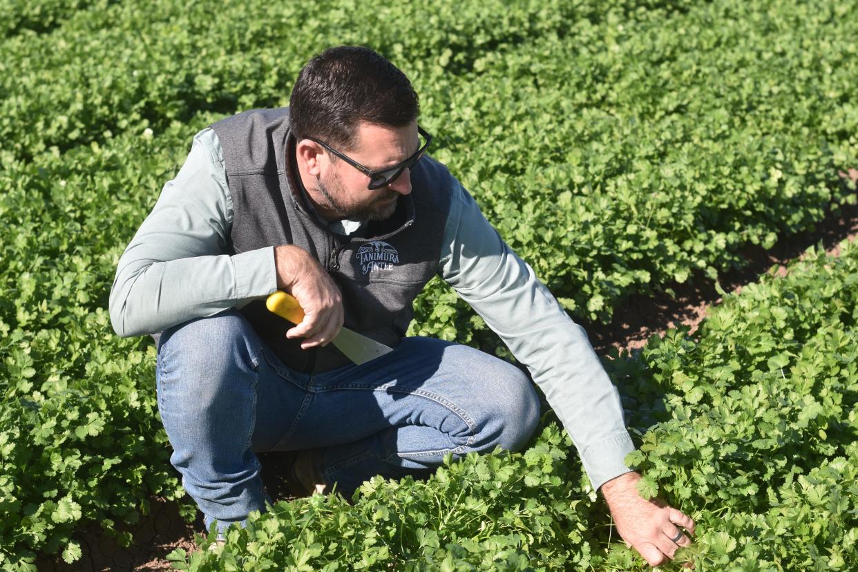 Michael Clements, farm manager for Flavor Farms, harvesting cilantro grown with a sprinkle irrigation system, a method that uses less water than flooding irrigation.