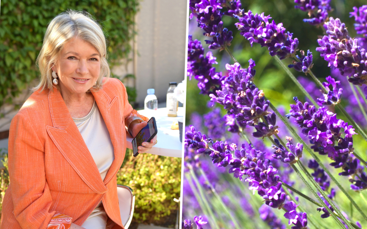  Martha Stewart and lavender 