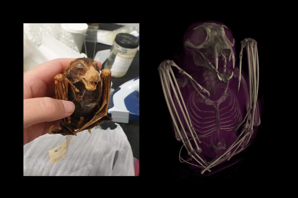 CT scan of a black-bellied fruit bat