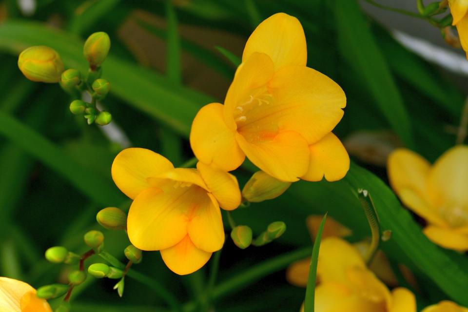 flower meanings freesia