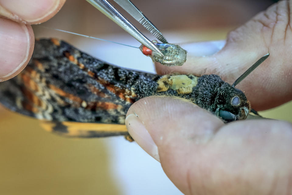 In this image provided by the Max Planck Institute of Animal Behavior, moths are extremely large for flying insects, weighing up to 3.5 grams, and are fixed with tiny radio tags weighing 0.2 grams. Scientists in Germany attached tiny trackers to the giant moths looking for clues about insect migration. (Christian Ziegler/Max Planck Institute of Animal Behavior via AP)