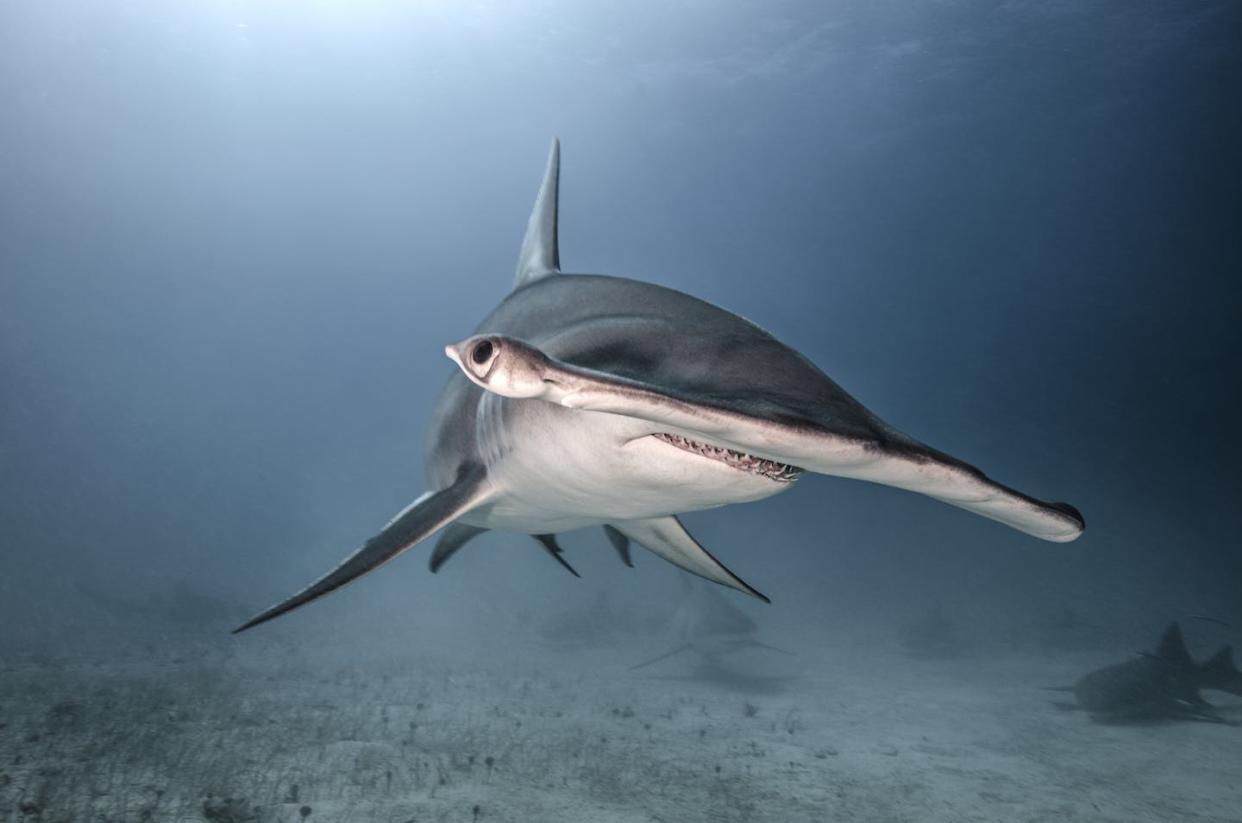 A great hammerhead shark's two eyes can be 3 feet apart on opposite sides of its skull. <a href="https://www.gettyimages.com/detail/photo/underwater-portrait-of-hammerhead-shark-royalty-free-image/723496437" rel="nofollow noopener" target="_blank" data-ylk="slk:Ken Kiefer 2/Image Source via Getty Images;elm:context_link;itc:0;sec:content-canvas" class="link ">Ken Kiefer 2/Image Source via Getty Images</a>