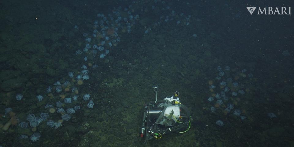 Mit einer von MBARI-Ingenieuren entwickelten Zeitrafferkamera konnten sie die nistenden Tintenfische im Oktopusgarten mehr als sechs Monate lang beobachten. - Copyright: 2022 MBARI