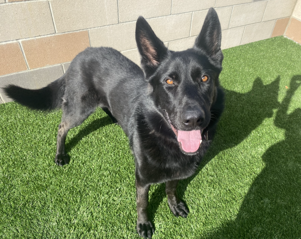 Onyx (A304212) is one of several dogs available for adoption at the San Luis Obispo County Animal Shelter. Bella Slosberg