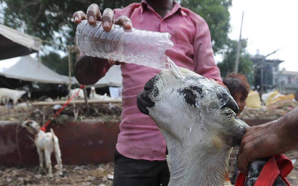 An Indian goat seller pours water on his goat in Delhi, India (EPA)