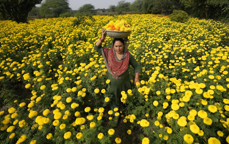 A woman collects marigold flowers, to be used for rituals and decorations, ahead of Diwali Festival on the outskirts of Jammu, India, Thursday, Nov. 9, 2023. (AP Photo/Channi Anand)