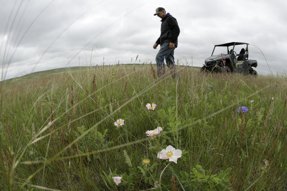 Jerry Doan camina entre la hierba cerca de un humedal que recuperó en sus tierras, cerca del Sterling, Dakota del Norte, el 21 de junio de 2019. Doan, cuyo abuelo se asentó en lo que por entonces era el territorio de Dakota en 1882, y su familia expandieron el rancho Black Leg, cerca de McKenzie, en Dakota del Norte, para recibir a turistas. (AP Foto/Charlie Riedel)